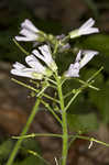 Cutleaf toothwort